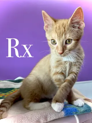 Rx