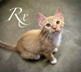 Rx