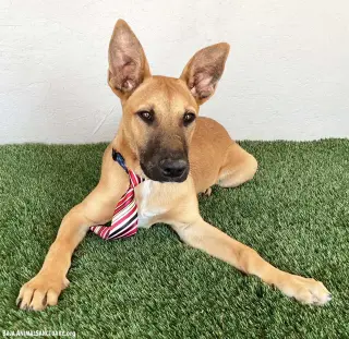 Opie