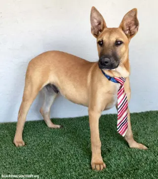 Opie