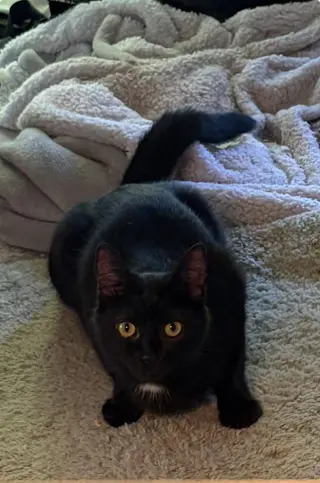 Jinx