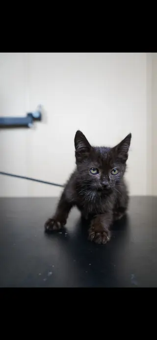 Jinx
