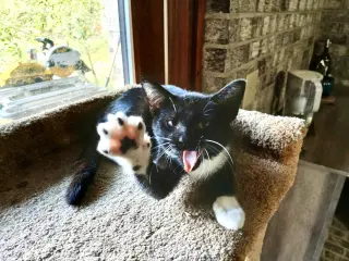 Penny