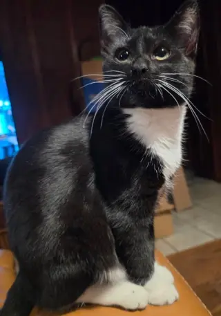 Penny