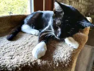 Penny