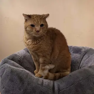 Maurice