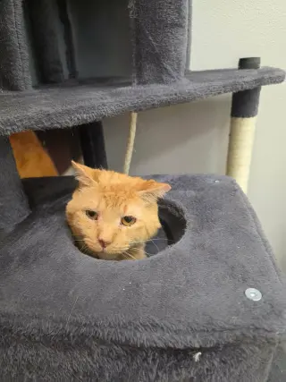 Maurice