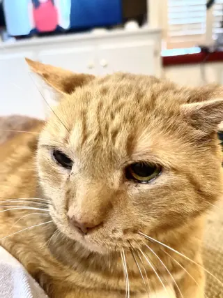 Maurice