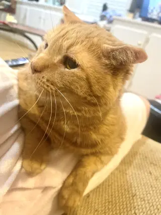 Maurice