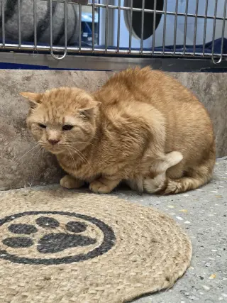 Maurice