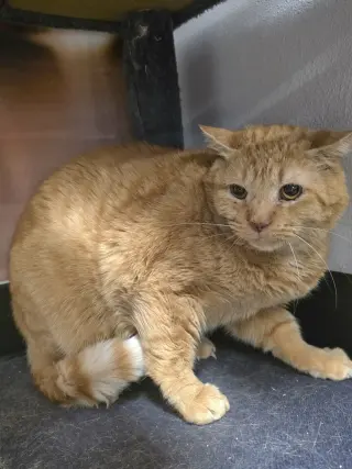 Maurice