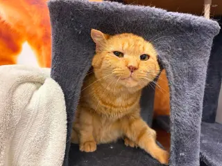 Maurice
