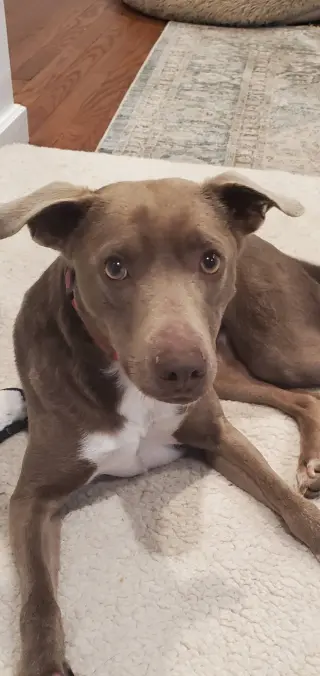 JASMINE
