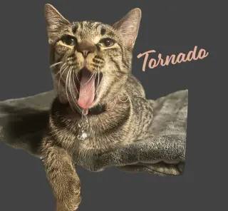 Tornado #sister-of-Bolt