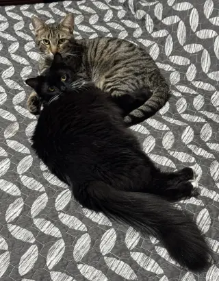 Oliver and Lucy (Bonded Pair)