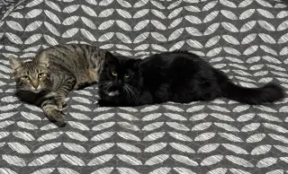 Oliver and Lucy (Bonded Pair)