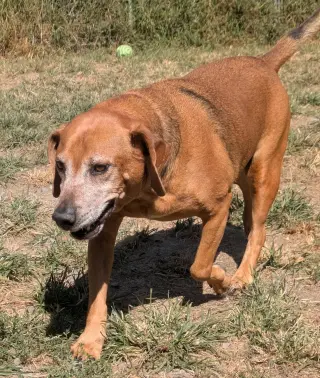 Dexter and Sophie (bonded pair)