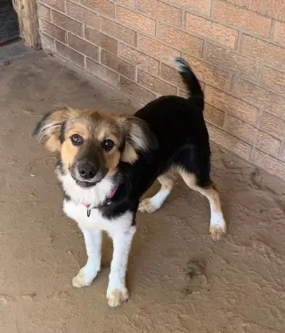 Penelope