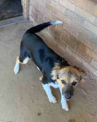 Penelope
