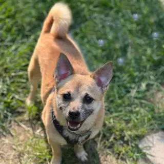 Maximus