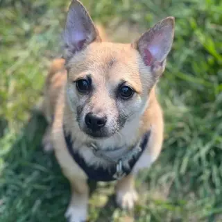 Maximus