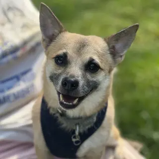 Maximus