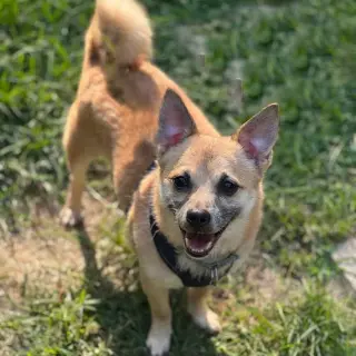 Maximus