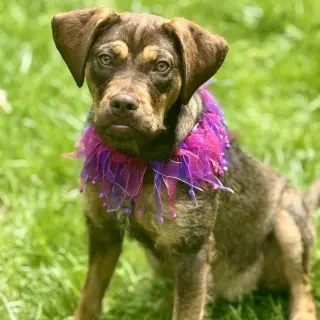 Chloe