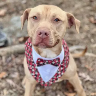 Logan