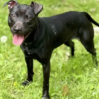 Sammy