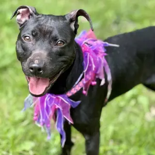 Sammy
