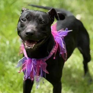 Sammy