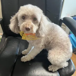 Tootsie
