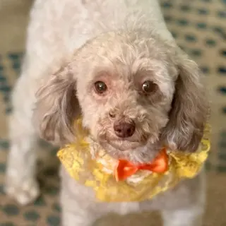 Tootsie
