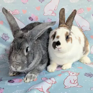 Ponyo (bonded to Kiki)