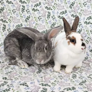 Ponyo (bonded to Kiki)