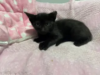 BELLATRIX baby