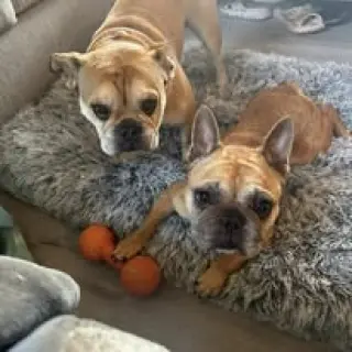 Cannoli