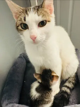 MOMMA PEACH