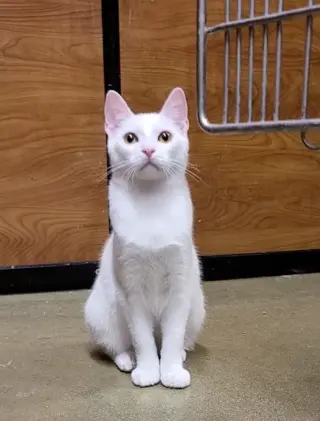 Yuki