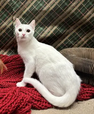 Yuki