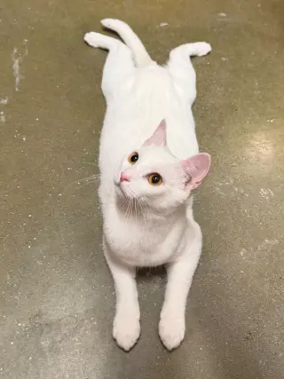 Yuki