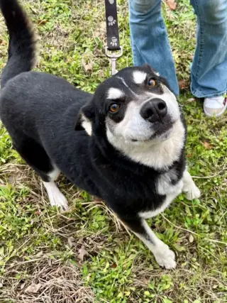 Taz
