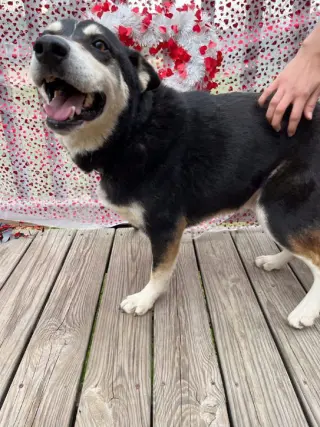 Taz