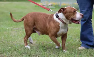 Ralphie