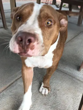 Ralphie