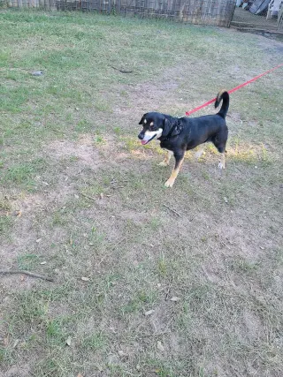 Oliver