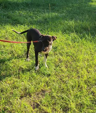Oakley