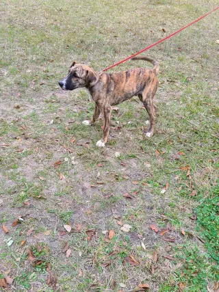 Nigel
