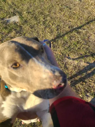 Mica